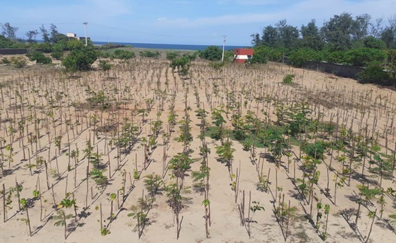 3,000 trees planted in Mahabalipuram, Tamil Nadu